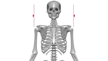 Bideltoid (Shoulder) Measurement